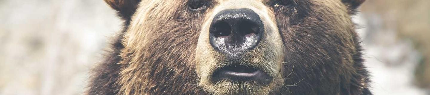 Nao seja um urso sem curso